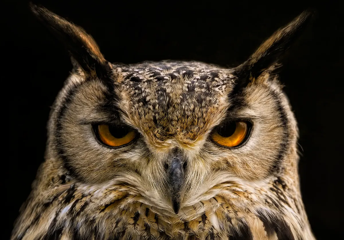 How to Needle-Felt a Barn Owl: A Step-by-Step Guide for Beginners